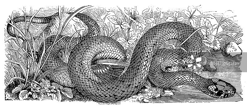 西部鞭蛇图片素材