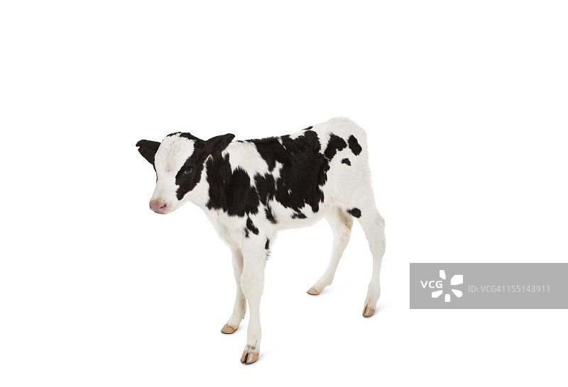 白色背景下看向镜头的荷斯坦小牛图片素材