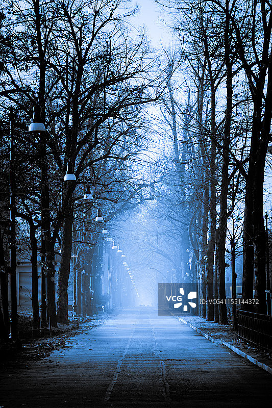 雾气弥漫的林荫大道图片素材