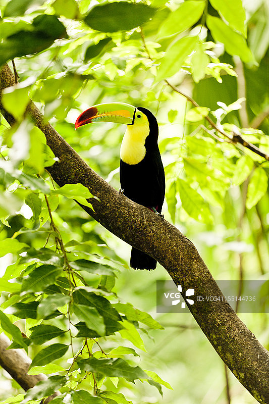巨嘴鸟图片素材