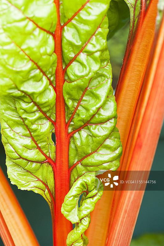 绿色蔬菜沙拉图片素材