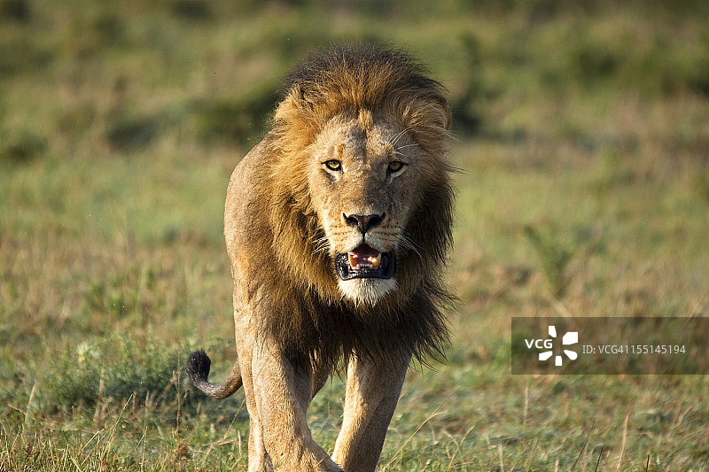 潜伏的狮子图片素材