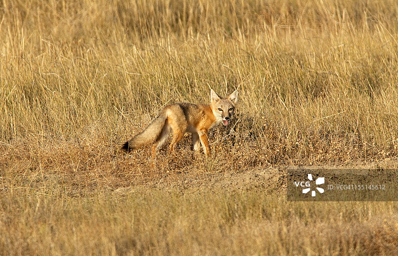 怀俄明州草原上觅食的野生敏狐图片素材