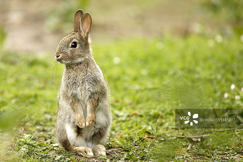 野生穴兔图片素材