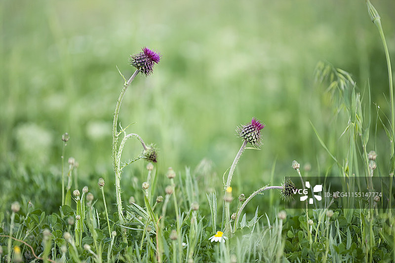 水飞蓟图片素材