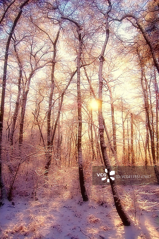 阳光照进白雪覆盖的桦树林图片素材