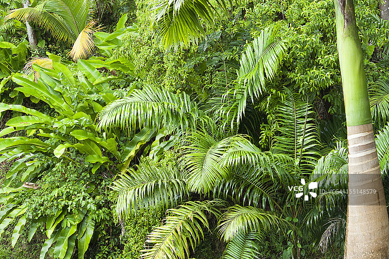 茂盛的树叶图片素材