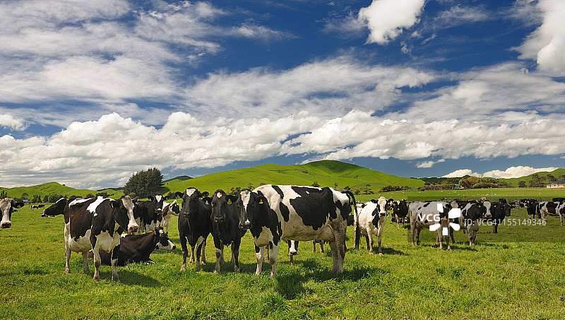 新西兰的奶牛畜牧（XXXL）图片素材