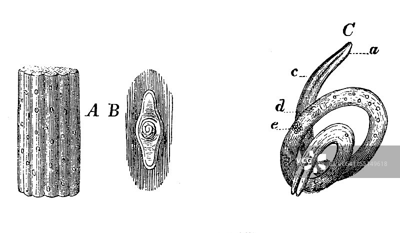 旋毛虫图片素材