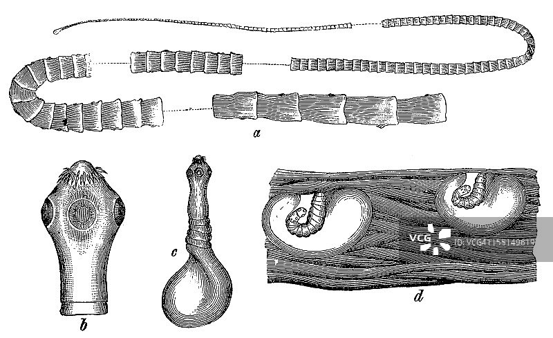 猪肉绦虫图片素材