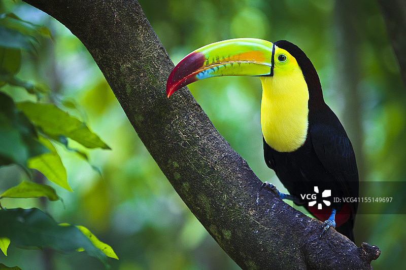 龙骨嘴巨嘴鸟图片素材