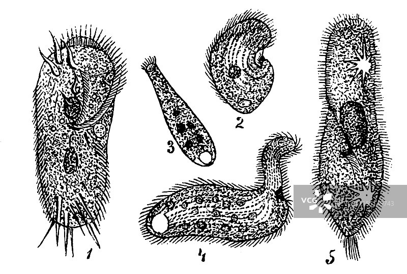 多种原生动物图片素材