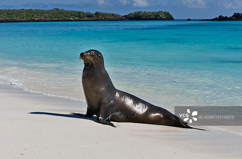 沙滩上的加拉帕戈斯海狮图片素材