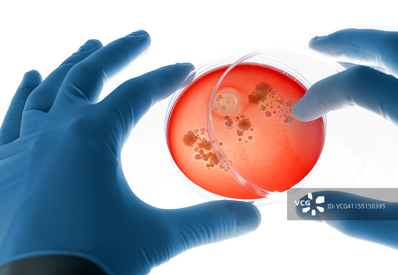 琼脂培养皿图片素材