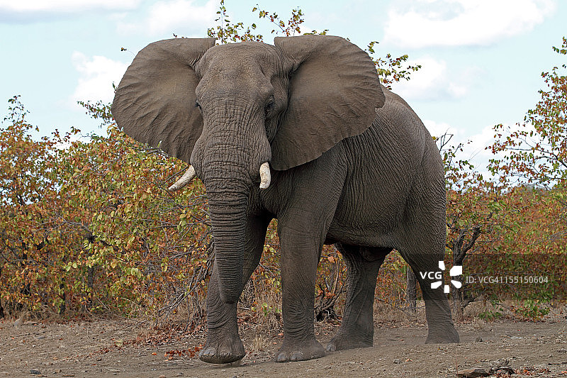 警告大象图片素材