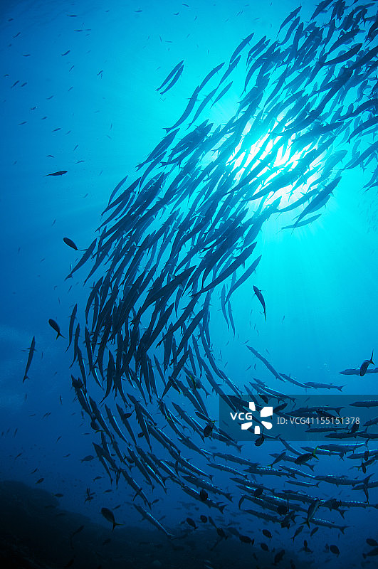 梭鱼漩涡图片素材