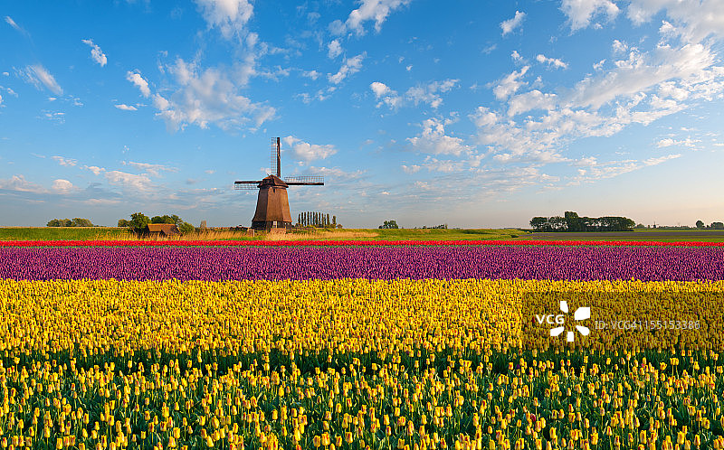郁金香和风车图片素材