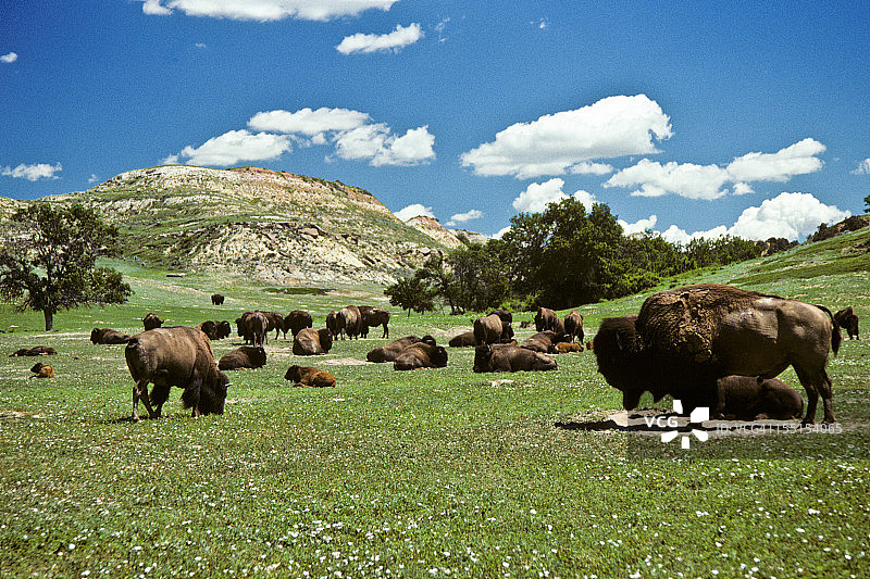 野牛群在草地上觅食图片素材