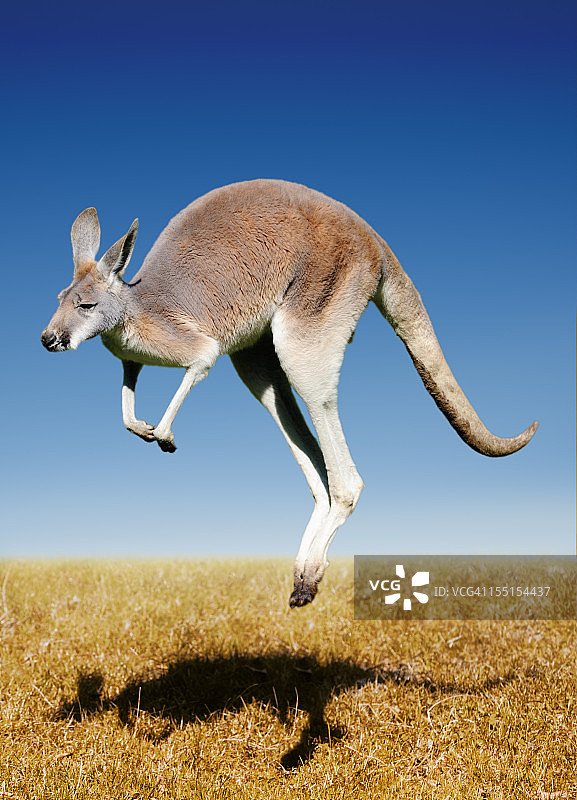 跳跃的红色袋鼠图片素材