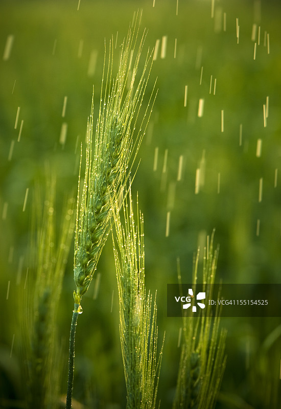 雨中麦田特写图片素材