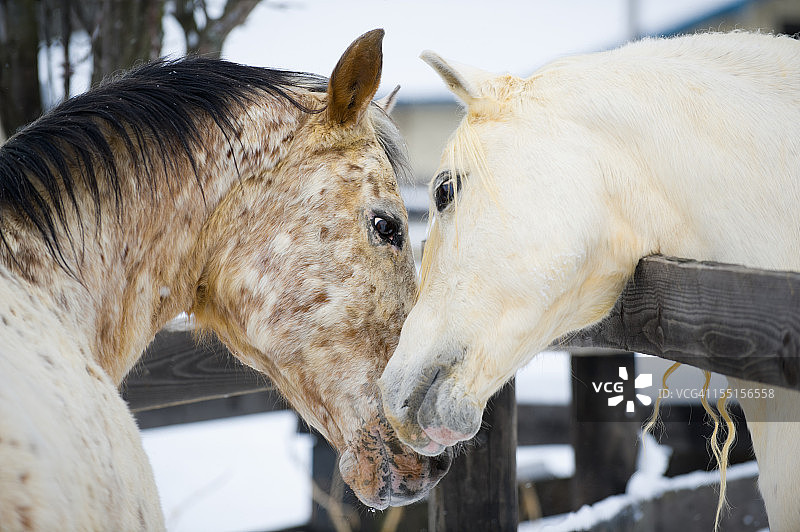 充满爱意的马在求偶行为中互相接触，颈部相依图片素材