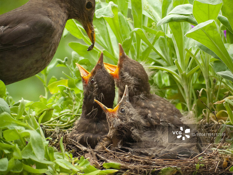 13天大的小黑鸟和带着蠕虫的母鸟图片素材
