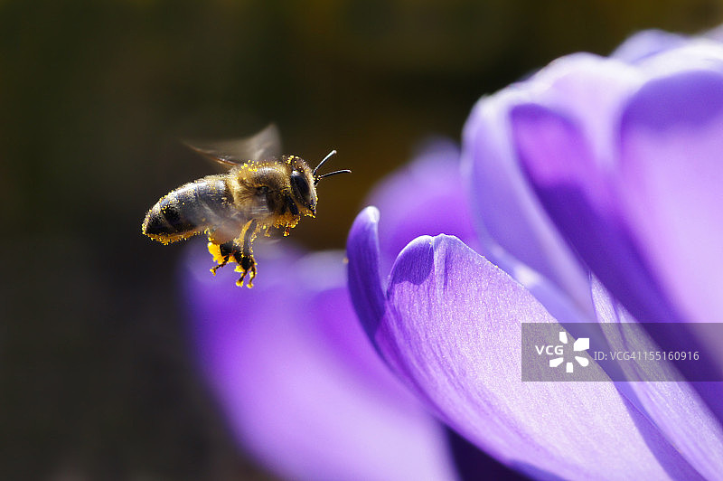 飞行中的蜜蜂图片素材