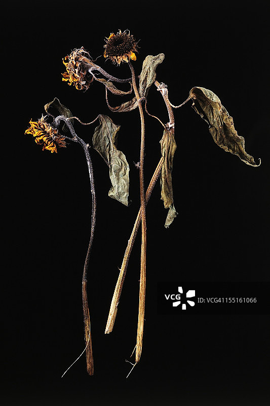 黑色背景上枯萎的向日葵图片素材