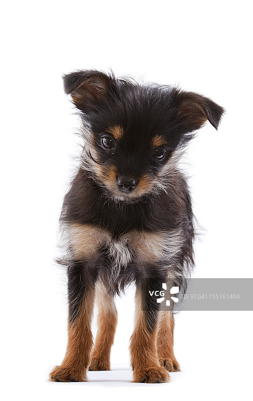 白色背景下的约克夏梗犬幼犬图片素材
