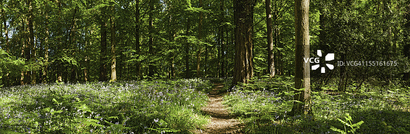 宁静的绿色林地小径和美丽的野花森林全景图片素材