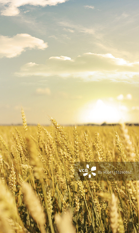 日落时分的金色麦田图片素材