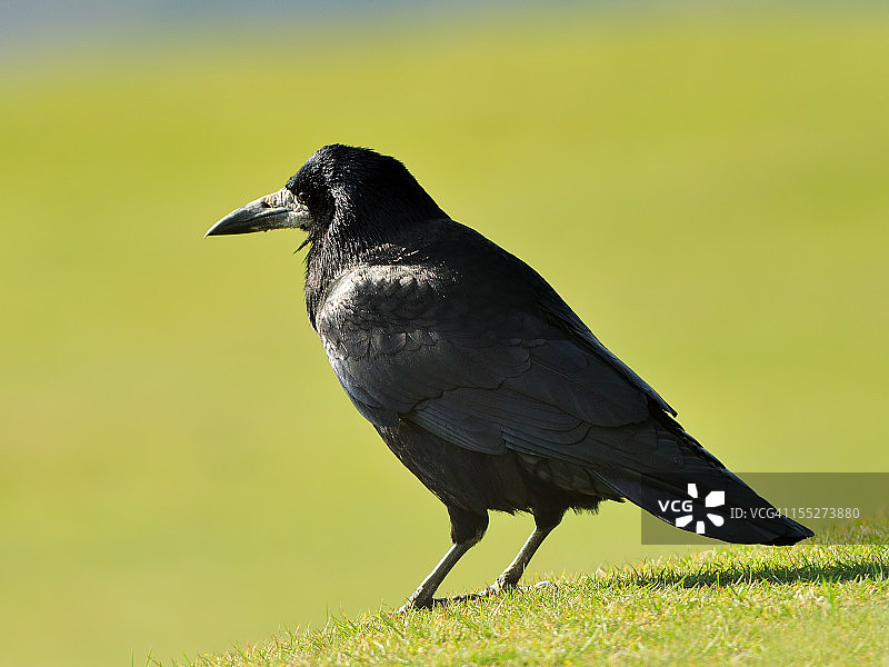 秃鼻乌鸦图片素材