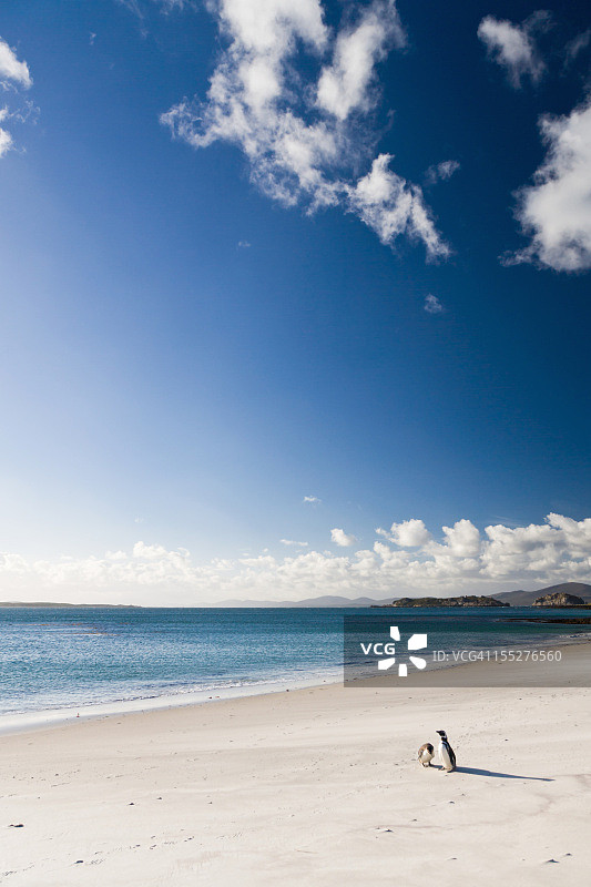 麦哲伦企鹅夫妇，福克兰群岛南极极地地区图片素材