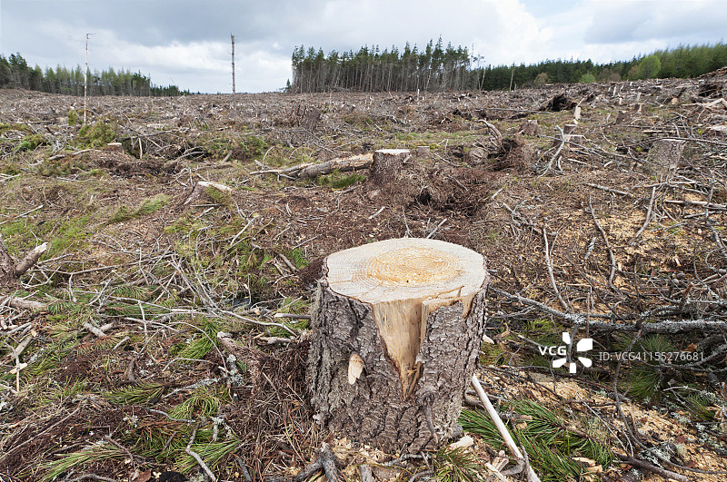 林业场景图片素材