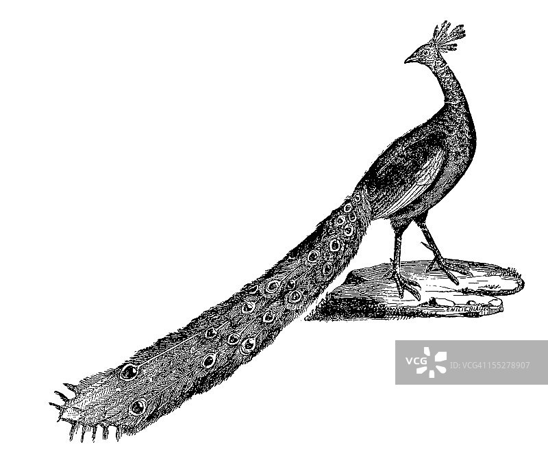 蓝孔雀图片素材