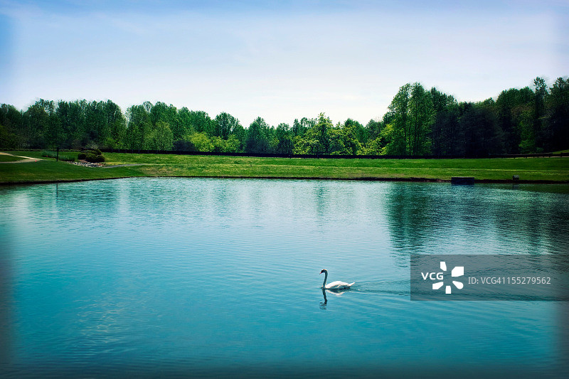 开放湖面上的大型天鹅图片素材