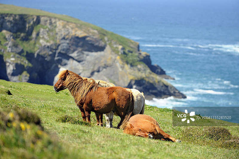 野生设得兰矮种马图片素材