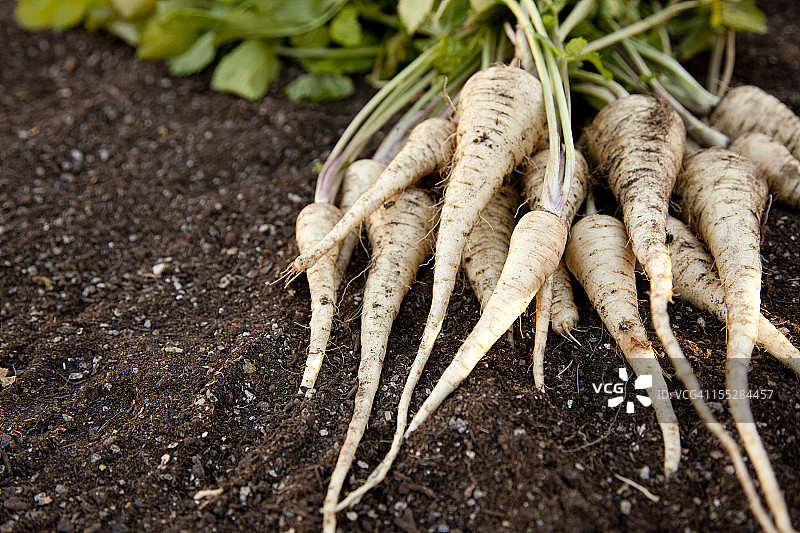 花园土壤上的新鲜自种欧洲防风草图片素材