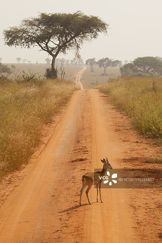 独自漫步的欧里比羚羊图片素材