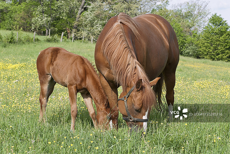 春季田野里吃草的马，栗色母马和小马驹图片素材