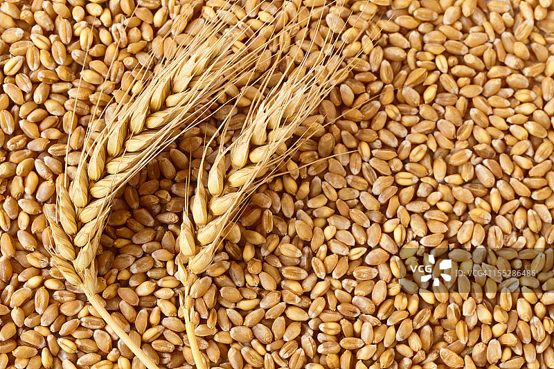 小麦图片素材