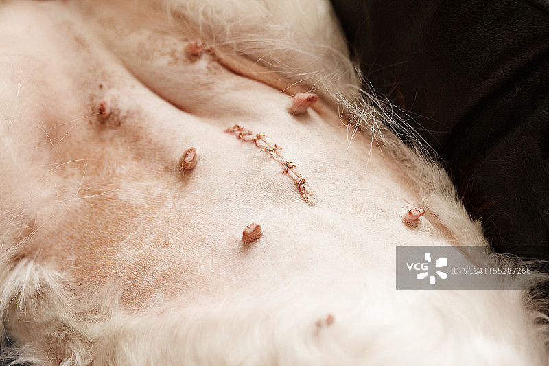 做了子宫切除术的斯普林格犬的缝线和疤痕图片素材