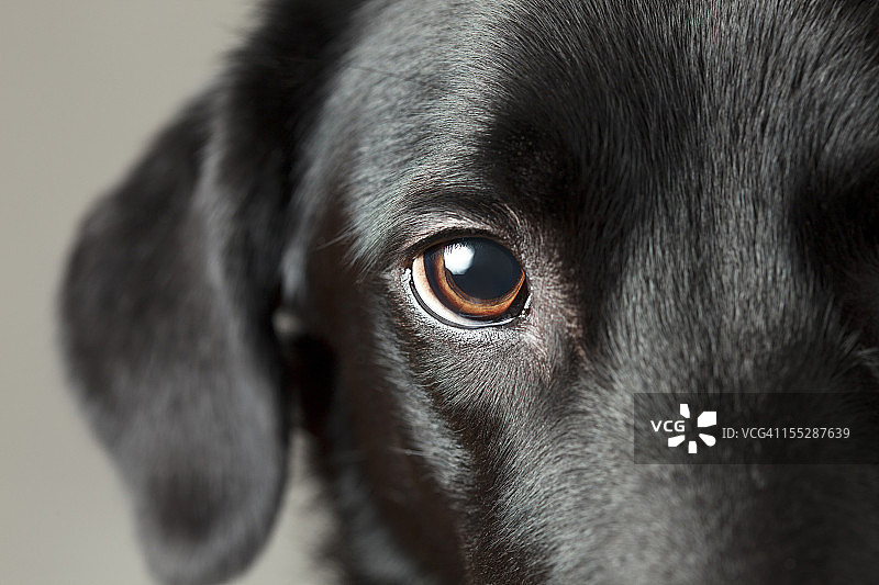 小狗眼睛特写图片素材