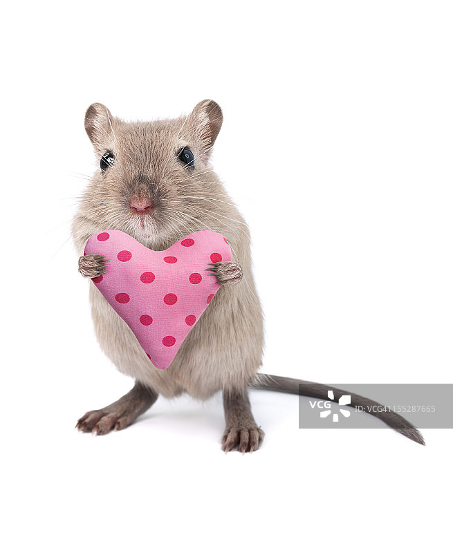 鼠标抱着心形垫子图片素材