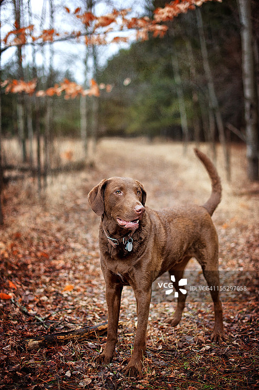 切萨皮克湾寻猎犬图片素材
