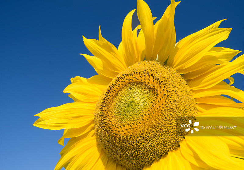 美丽的向日葵图片素材