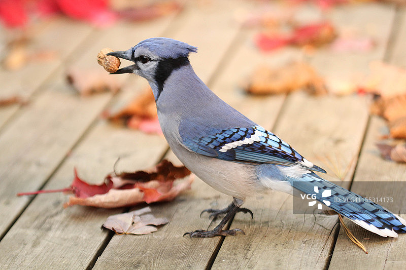 蓝松鸦与秋叶图片素材