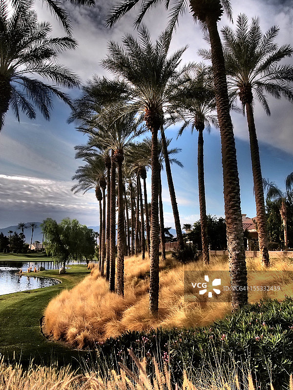 棕榈树与云彩图片素材