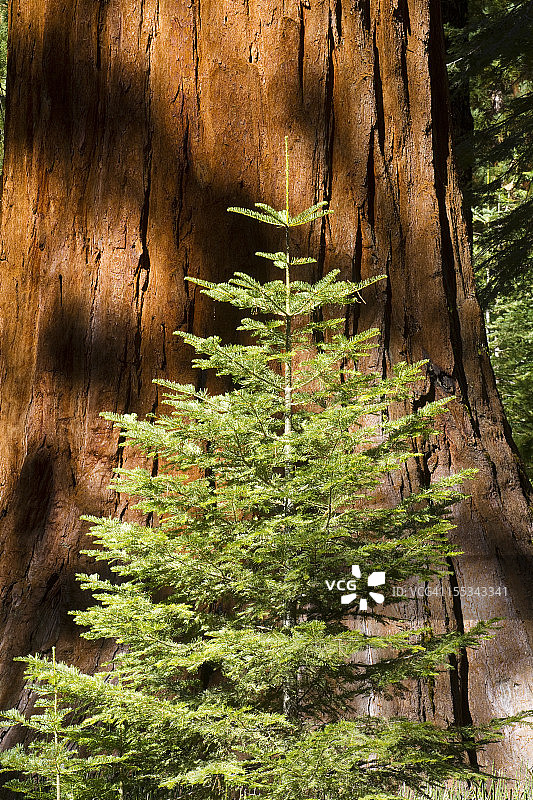 巨杉树旁的白色冷杉幼树，优胜美地图片素材