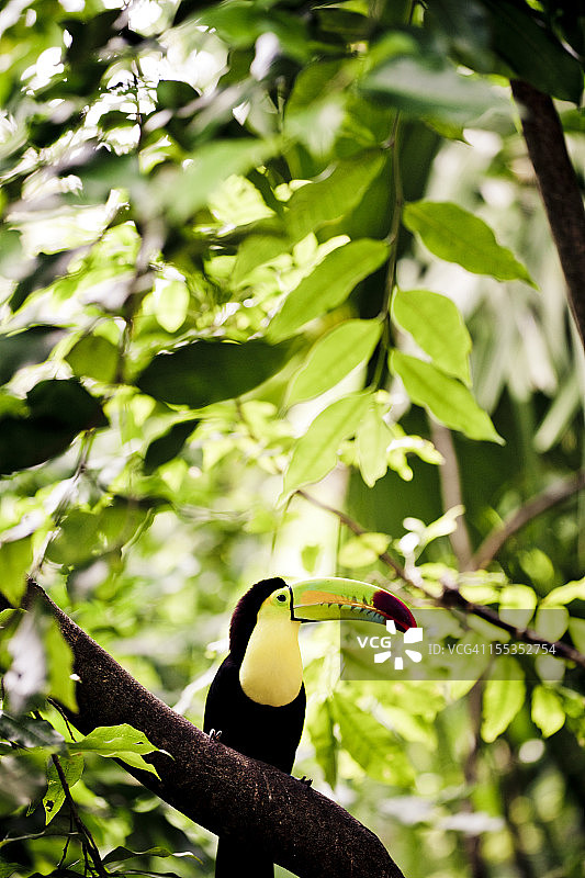 巨嘴鸟图片素材